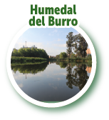 Humedal del Burro 